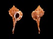 Vokesimurex-lividus-57.6-mm-Panama-Bay-of-Chiriqui-RC-5268