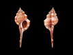 Vokesimurex-malabaricus-93.8-mm-India-Zuid-India-Southern-State-Kerala-Kollam-Quilon-RC-4812