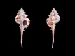 Vokesimurex-multiplicatus-bantamensis-71.5-mm-Indonesie-Oost-Java-Pangandaran-Bay-RC-3408