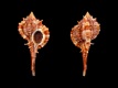 Vokesimurex-recurvirostris-41.4-mm-Panama-Bay-of-Chiriqui-out-of-Puerto-Vacamonte-RC-5269