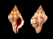 Vokesinotus-perrugatus-24.4-mm-Verenigde-Staten-Florida-Marco-Island-RC-1961