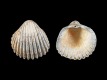 Acanthocardia tuberculata [b] - 48 mm - RC 3065