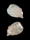 Acila cobboldiae (fragment) - 13 mm - RC 0866