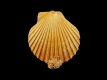 Aequipecten-opercularis-23-mm-RC-4985