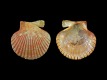 Aequipecten opercularis - 27 mm - 2118