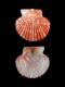 Aequipecten opercularis - 28 mm - 2558