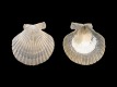 Aequipecten opercularis - 40 mm - 0883