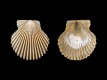 Aequipecten radians - 24 mm - RC 3971