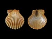 Aequipecten wagenaari - 18 mm - RC 3970