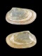 Asbjornsenia pygmaea - 8.8 mm - RC 4397