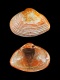 Caryocorbula-striata-5.7-mm-RC-4582