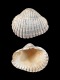Cerastoderma edule major [b] - 49 mm - RC 3062