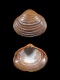Corbicula fluminalis (juv) - 11.8 mm - RC 4246 [b]