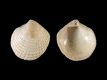 Ctena-decorata-juv-1.35-mm-RC-5379