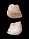 Cyrtodaria-angusta-fragment-15.9-mm-RC-4727