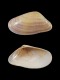 Donax vittatus - 31 mm - RC 0963