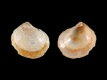 Myrtea-laekenensis-1.3-mm-RC-5749