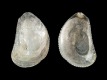 Neopycnodonte cochlear (juv) - 9.1 mm - RC 0898