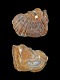 Ostrea ventilabrum (fragment) - 48 mm - RC 3973