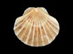 Pecten complanatus [a1] - 71 mm - RC 0879