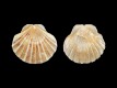 Pecten complanatus [a2] - 71 mm - RC 0879