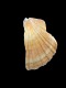 Pecten complanatus [b] - 89 mm - RC 0880