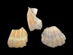 Pecten complanatus [c] - 51-58 mm - RC 0880