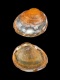 Pisidium sp. - 31 mm - RC 4396