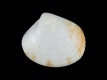 Timoclea-ovata-juv-3.6-mm-RC-4731