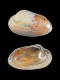 Unio-tumidus-depressus-60-mm-RC-3057