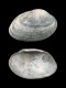 Venerupis-rhomboides-43.9-mm-RC-5441