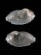 Zirfaea-crispata-juv-1.9-mm-RC-5425