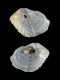 Zirfaea-crispata-juv-3.5-mm-RC-5775