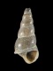 Acirsa-borealis-12.8-mm-RC-5327