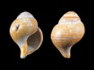 Atractodon-elegans-juv-20.7-mm-RC-5461