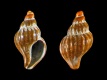 Boreotrophon-truncatus-juv-5.45-mm-RC-5399-b