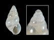 Brachystomia-eulimoides-3.15-mm-RC-4987