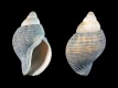 Buccinum undatum (juv) - 14 mm - RC 1725