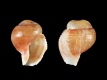 Buccinum-undatum-juv-3.0-mm-RC-5383