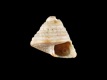 Calliostoma-multigranus-juv-2.8-mm-RC-5761