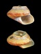 Calliostoma simile - 10 mm - RC 4722 [a1]