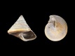 Calliostoma zizyphinum - 7.5 mm - RC 0058