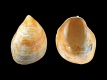 Capulus unguis [a1] - 39 mm - RC 0716