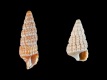 Cerithiopsis-tubercularis-3.9_2.4-mm-RC-4363