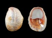 Crepidula fornicata [a] - 34 mm - RC 0711