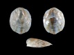 Crepidula-fornicata-juv-1.8-mm-RC-4691