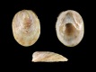 Crepidula-fornicata-juv-2.85-mm-RC-4734