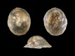 Crepidula-fornicata-protoconch-0.9-mm-RC-4451