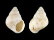 Crisilla-semistriata-1.45-mm-RC-5762