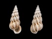 Epitonium-clathrus-subfossiel-21.4-mm-RC-5324-b